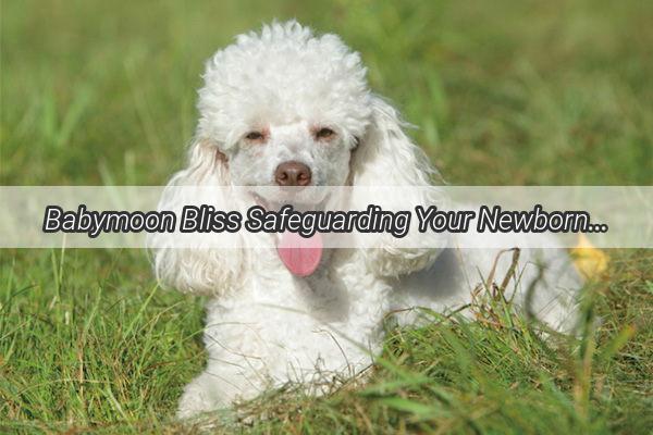 Babymoon Bliss Safeguarding Your Newborn and Furry Friend from Doggy Vomiting